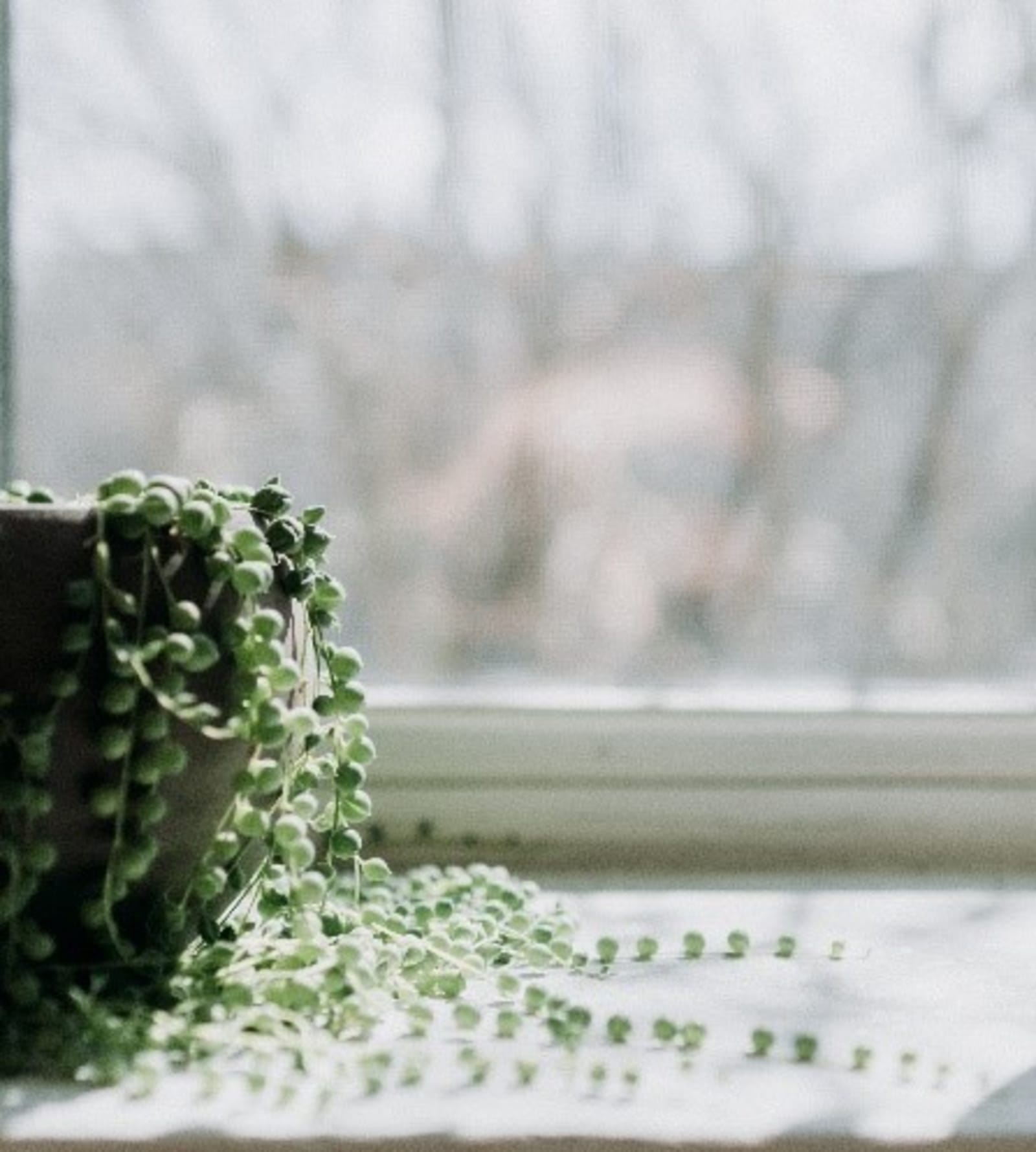 10 of the Best Kitchen Plants for Your Home